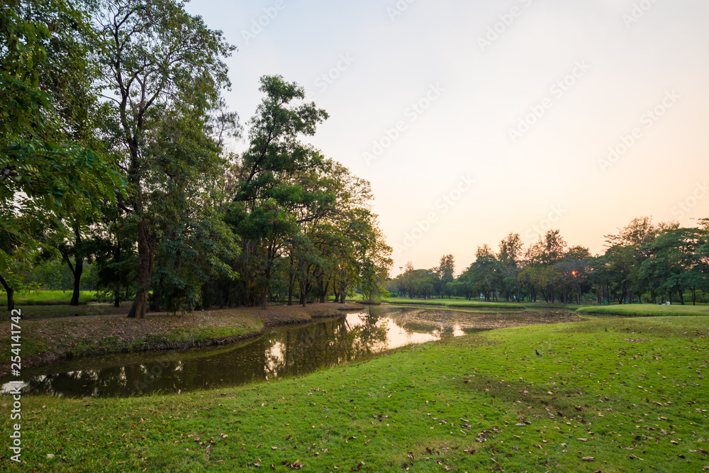 Sunset at city public park with green tree and meadow