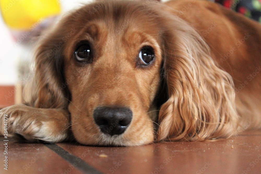 cocker spaniel