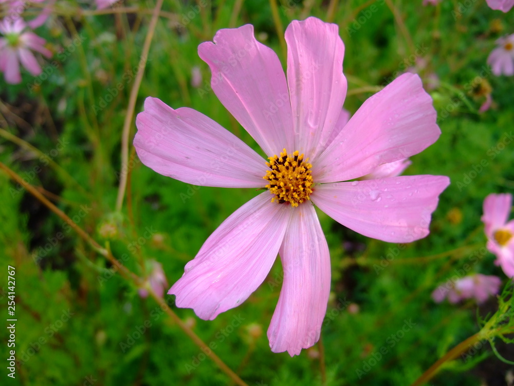 Pink vervain. Delicate summer flower. Delicate petals. Bright blooms. Pink vervain. Delicate summer flower. Delicate petals. Bright blooms.