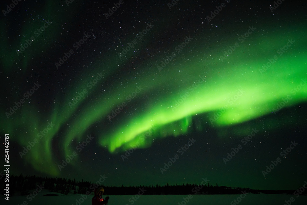 Northern lights (Aurora borealis) with starry sky above forest, Yellowknife, Canada