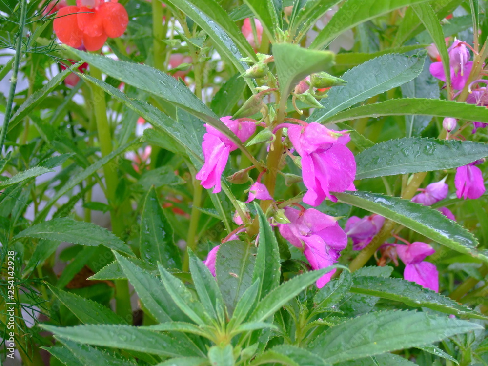 Obraz premium Delicate summer flower. Delicate petals. Bright blooms.