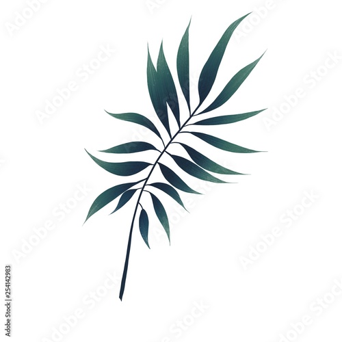 Big tropical palm leaf 