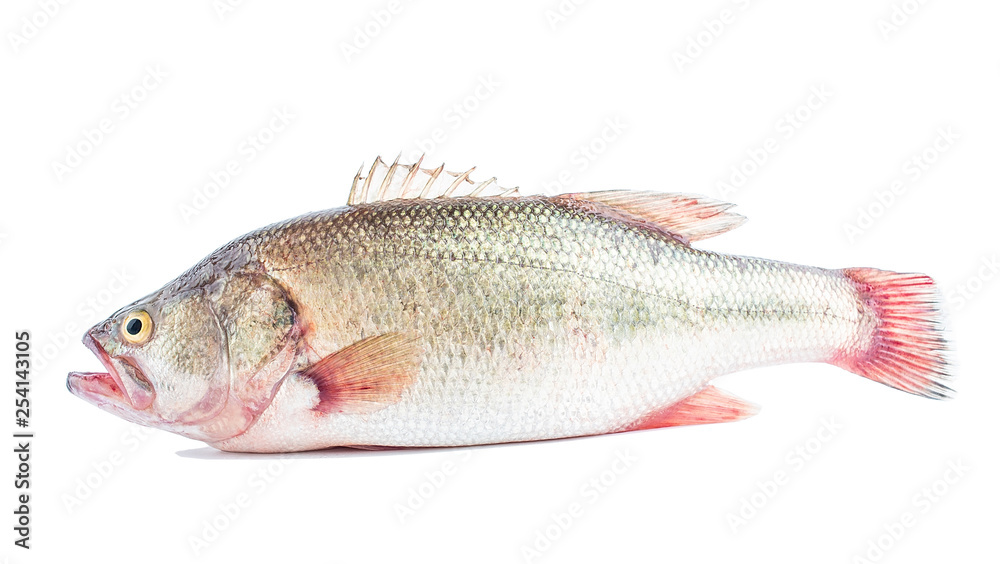 One mouth open squid on white background One mouth open squid on white background