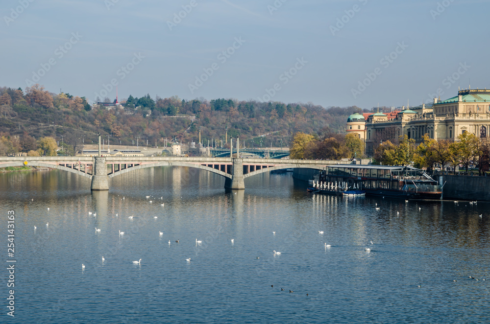 Obraz premium The Vltava river, The Vltava river, Charles bridge and white swans in Prague, Czech Republic in Prague, Czech Republic