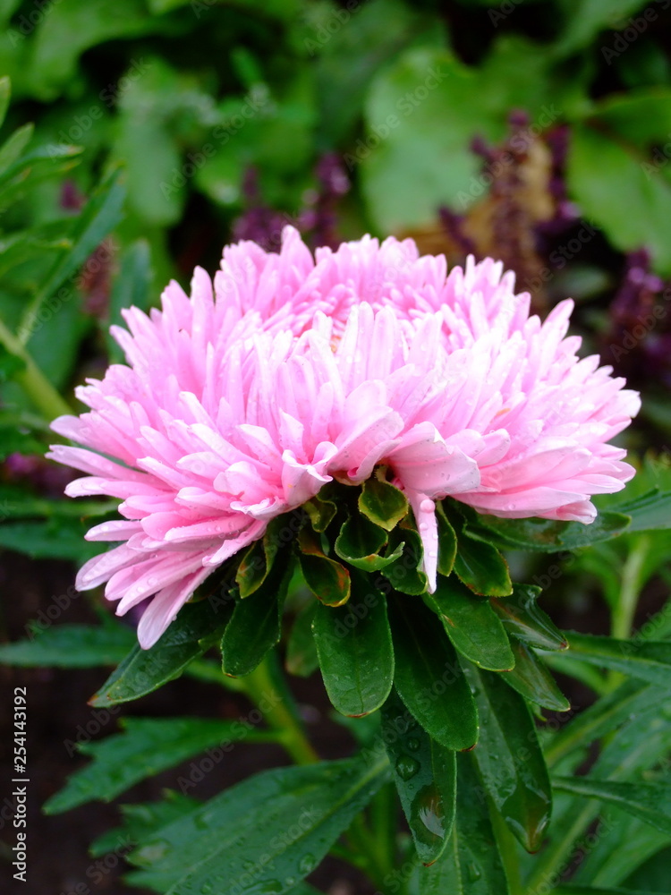 Pink Aster. Delicate summer flower. Delicate petals. Bright blooms. Pink Aster. Delicate summer flower. Delicate petals. Bright blooms.