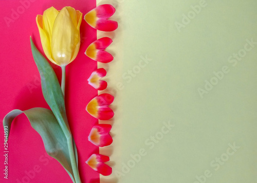 Fototapeta Naklejka Na Ścianę i Meble -  yellow Tulip, mother's day card. Bright colorful photo background