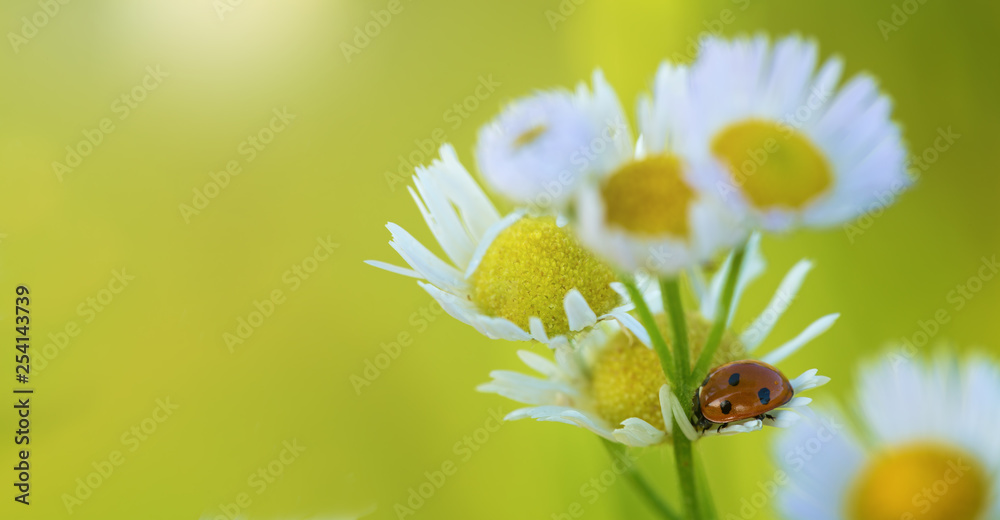 Obraz premium wild daisy with ladybug
