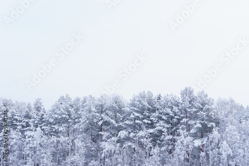 Snow-covered spruce in winter, landscape © grek881