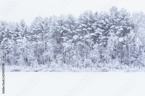 Landscape overlooking the lake and snow-covered spruce © grek881