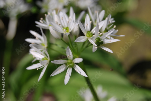 Blühender Bärlauch (Allium ursinum)