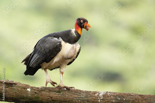 King vulture (Sarcoramphus papa) is a large bird found in Central and South America. © Milan