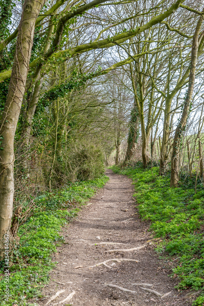 A tree lined pathway in the Sussex countryside