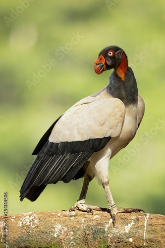 King vulture (Sarcoramphus papa) is a large bird found in Central and South America. © Milan