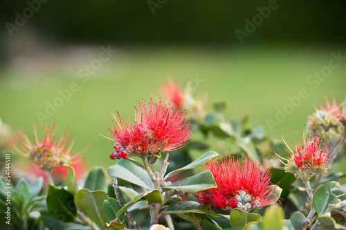 Red Tropical Flowers In The Garden. Pohutukawa.  Red pohutukawa flowers in bloom. New Zealand Christmas Tree. photo