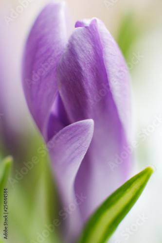 Buds of spring crocus flowers. Blur