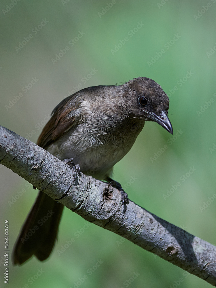Naklejka premium Common Bulbul (Pycnonotus barbatus)