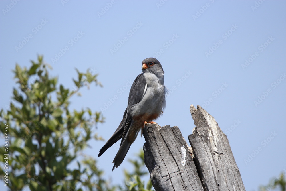 Fototapeta premium Black-shouldered Kite