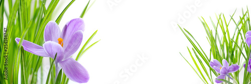 Crocuses on a white background. Delicate flowers of crocuses as a gift for mom. Banner.