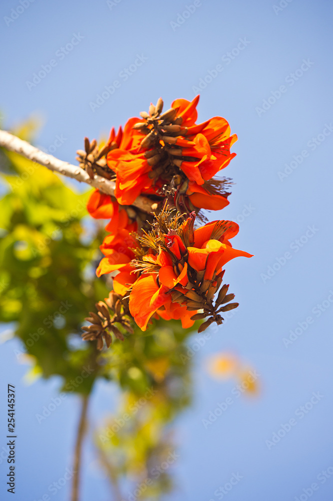 Brilliant red spectacular flowers of Erythrina a genus of flowering plants in the pea family, Fabaceae in early spring attract honey eater birds and honey bees in Australian parks and gardens. Brilliant red spectacular flowers of Erythrina a genus of flowering plants in the pea family, Fabaceae in early spring attract honey eater birds and honey bees in Australian parks and gardens.
