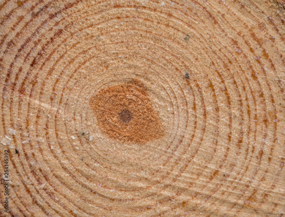 Naklejka premium Baumringe Textur in der Forstwirtschaft