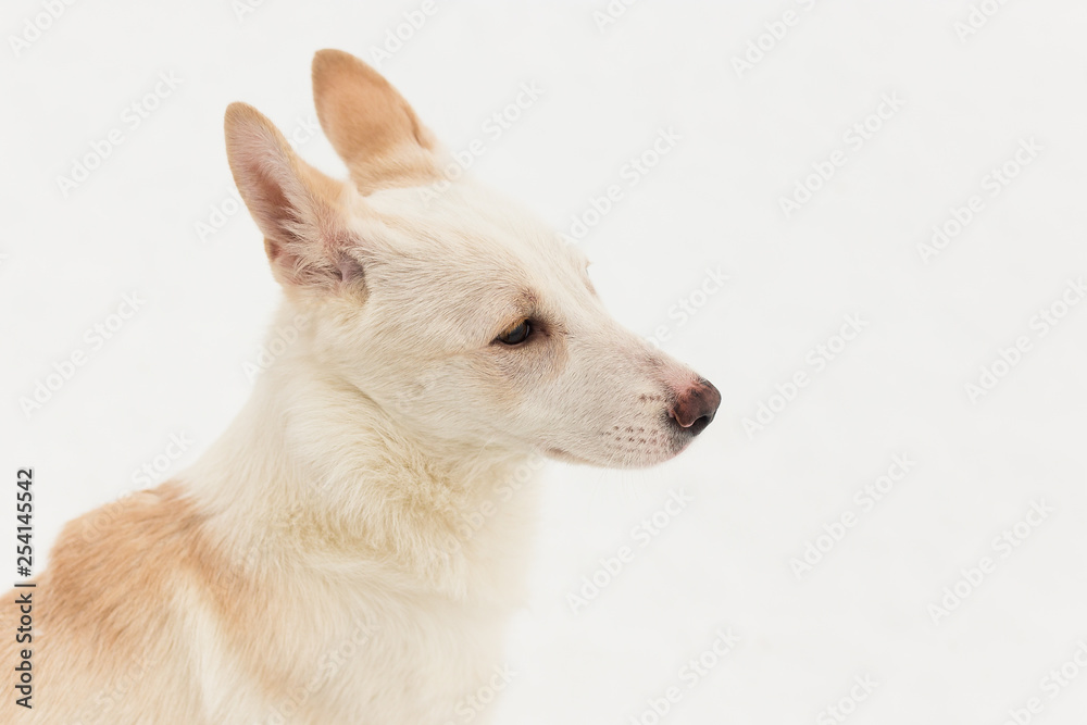 Beige dog sitting on white snow Beige dog sitting on white snow