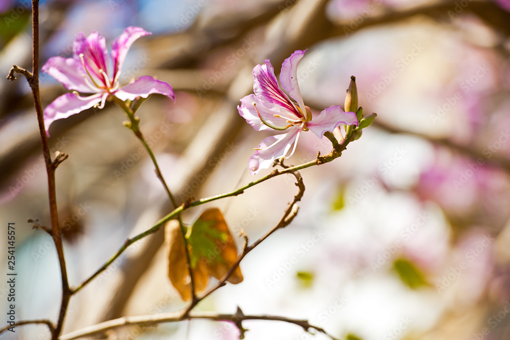 Bauhinia blakeana, Orchid Tree. Bauhinia blakeana, Orchid Tree.