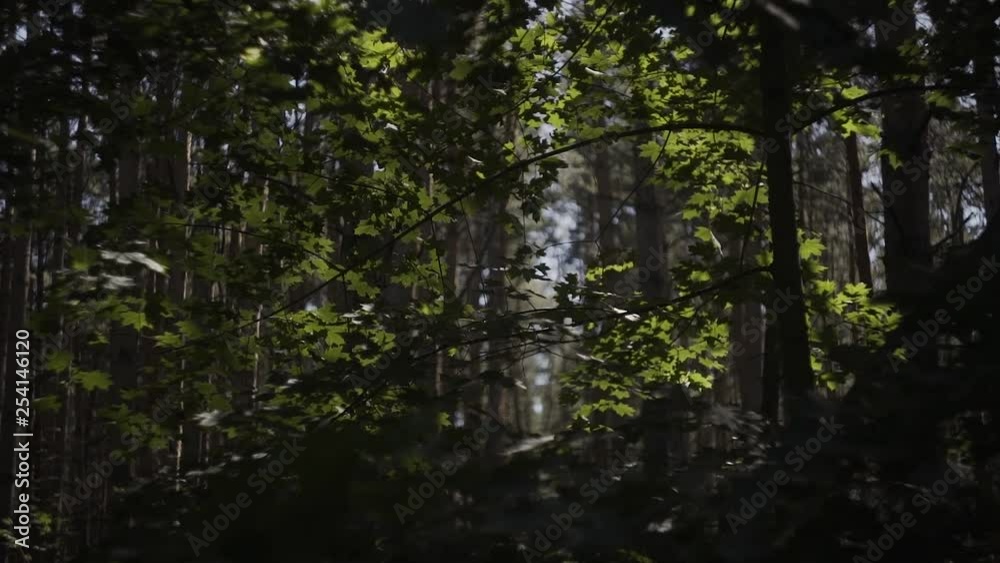 Sun Shining Sunbeams Through Branches And Leaves Of Trees In Pine Forest.Sunbeams Through Wood Leaves in Motion. Sun Peaking Through Branches.Sun rays in pine forest steadycam move Sun Shining Sunbeams Through Branches And Leaves Of Trees In Pine Forest.Sunbeams Through Wood Leaves in Motion. Sun Peaking Through Branches.Sun rays in pine forest steadycam move