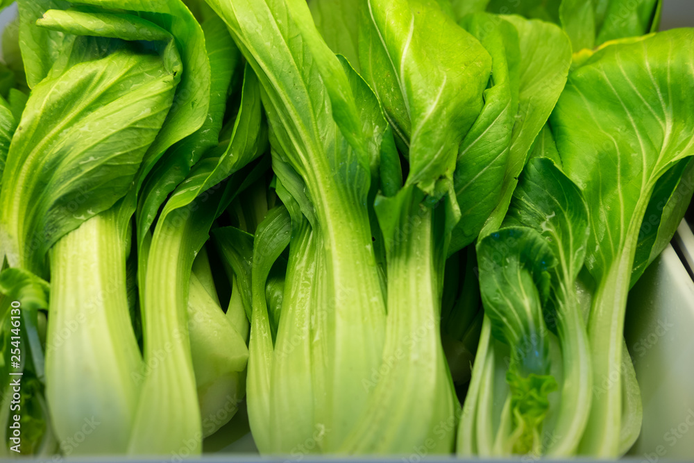 Choy Sum or Bok choy or chinese cabbage vegetable Choy Sum or Bok choy or chinese cabbage vegetable
