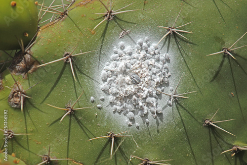 Dactylopius coccus Cochenilleschildlaus , Cochenillelaus , Kolonie 20.08.2017 ES, Kanarische Inseln, La Palma photo