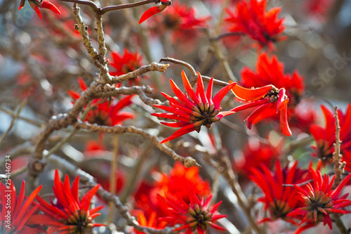 Brilliant red spectacular flowers of Erythrina a genus of flowering plants in the pea family, Fabaceae in early spring attract honey eater birds and honey bees in Australian parks and gardens. photo