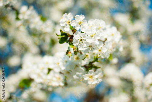 Cherry flowers