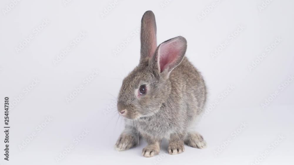 Gray rabbit on a white background Gray rabbit on a white background