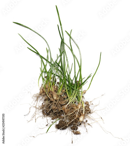 Green grass, stem with root isolated on white background, clipping path