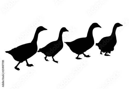 duck walking in line, silhouette vector