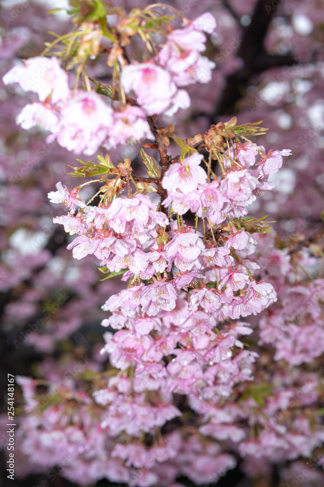 早咲き　桜