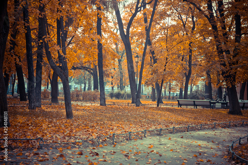 orange leaves on trees, autumn park, autumn landscape