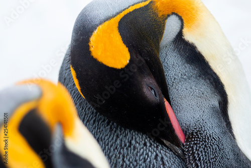 Close-up of an emperor penguin photo