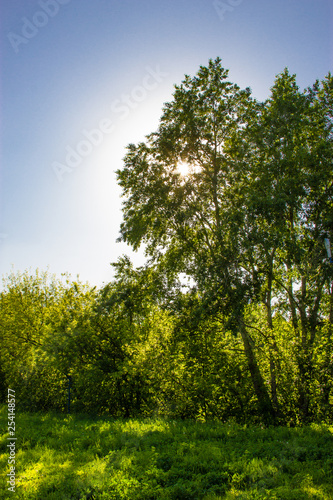 Tree birch in the spring in the sun