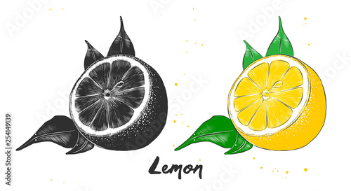 Hand drawn sketch of lemon fruit in monochrome and colorful. Detailed vegetarian food drawing.