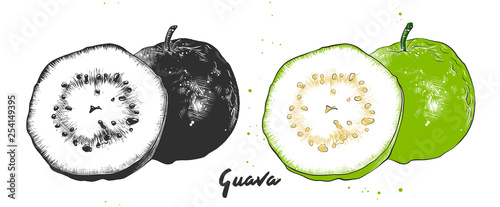 Vector engraved style illustration for posters, decoration, packaging and print. Hand drawn sketch of guava fruit in monochrome and colorful. Detailed vegetarian food drawing.