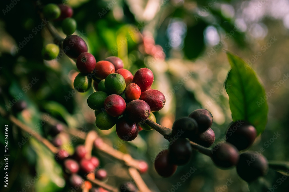 close up green yellow and red of organic coffee seed on tree branch