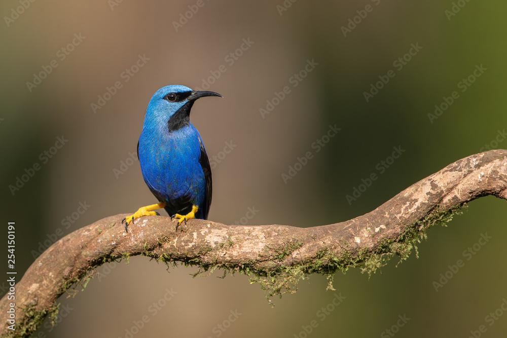 Shining honeycreeper in the wild