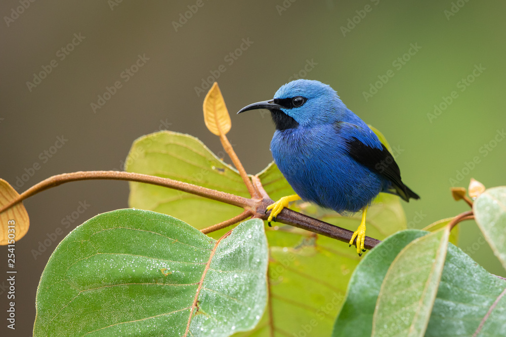 Obraz premium Shining honeycreeper in the wild