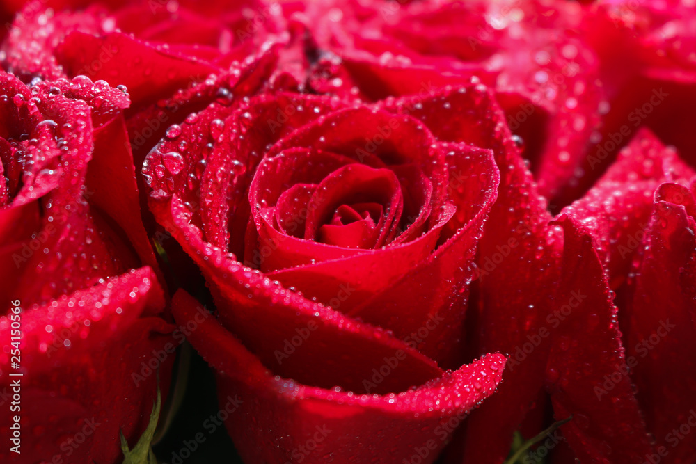 Close up of red roses and water drops. Close up of red roses and water drops.