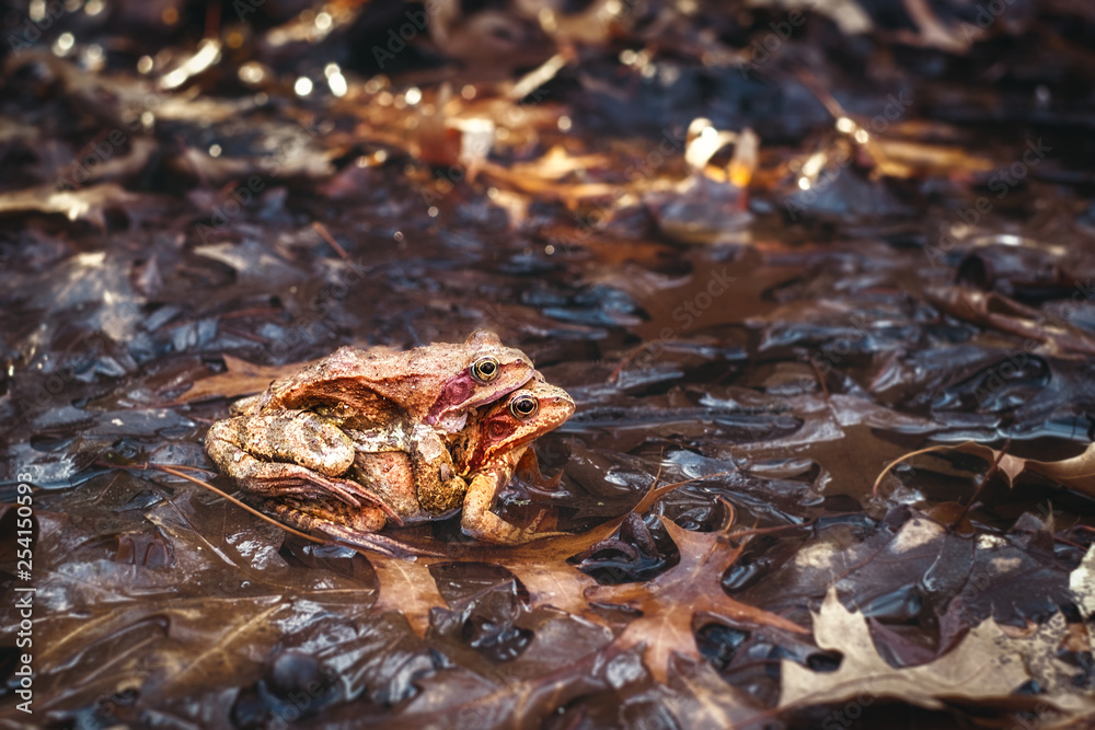Natural breeding of frogs in the pond Natural breeding of frogs in the pond