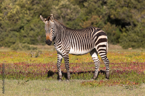 Mountain Zebra  Equus zebra  in the De Hoop national reserve  South Africa