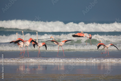 Flamingos in the De Mond coastal nature reserve, South Africa photo