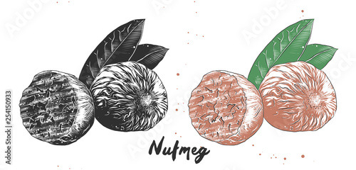 Vector engraved style illustration for posters, decoration, packaging and print. Hand drawn sketch of nutmeg nut in monochrome and colorful. Detailed vegetarian food drawing.