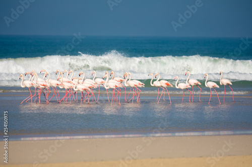 Flamingos in the De Mond coastal nature reserve, South Africa photo