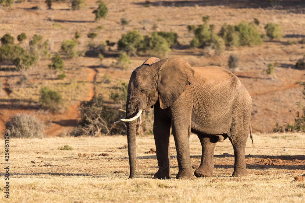 Elephants in Addo Elephant National Park in Port Elizabeth - South Africa